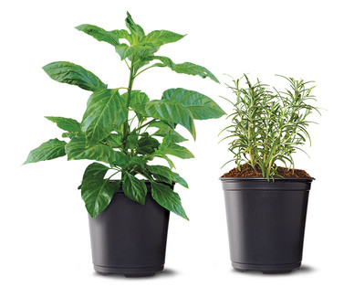 6" Vegetable or Herb