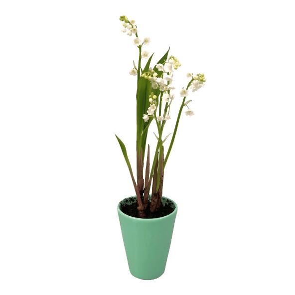 Muguet