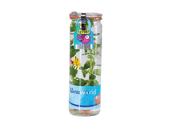 Akvariumplante i glas