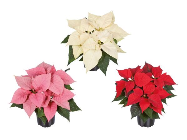 Poinsettia à plusieurs branches
