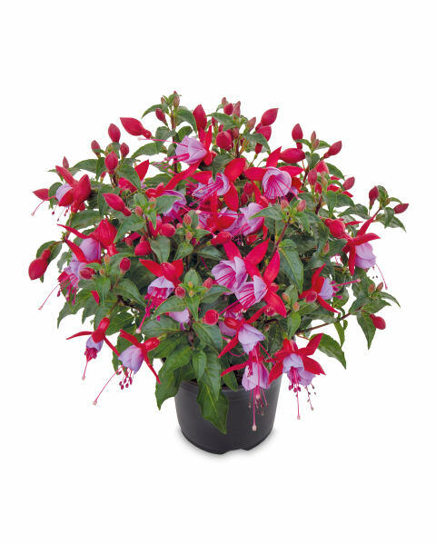 Bella Fuchsia 1L Summer Bedding