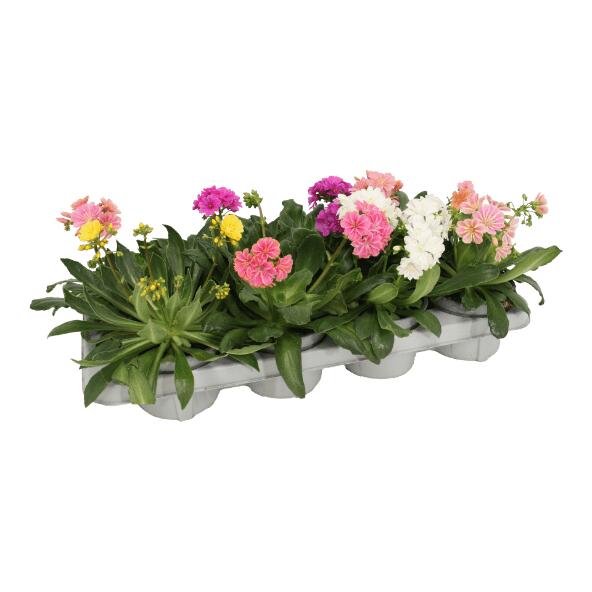 Lewisia