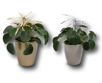 Plante à monnaie chinoise