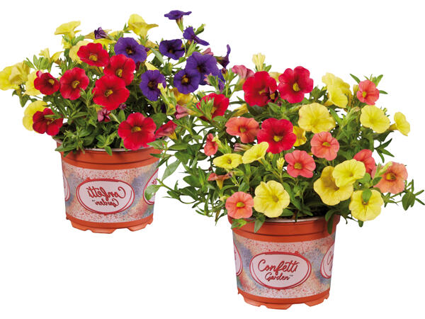 Calibrachoa Mix