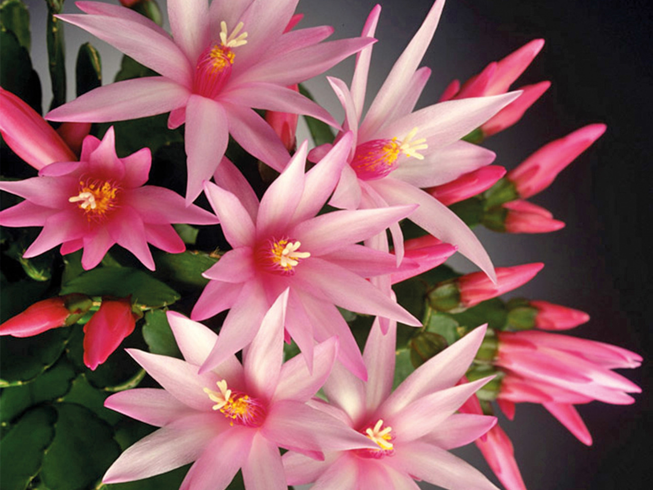 Easter Cactus1