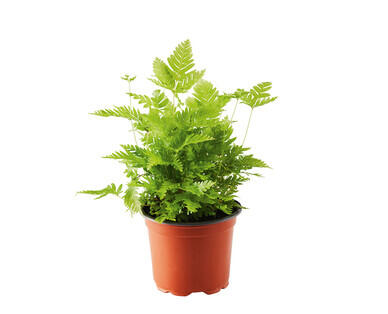 Ferns 90mm
