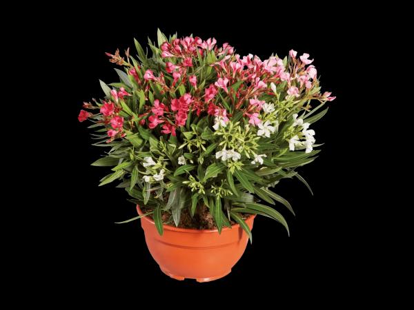 Oleander Trio in Schale